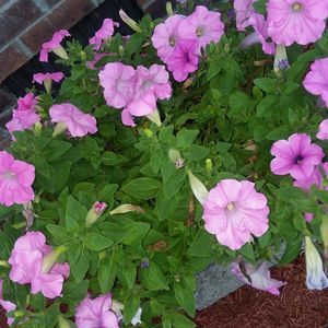 Meet your Posher, Carolyn